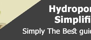 What Is Organic Vegetable Gardening And How Does It Differ From Traditional Gardening