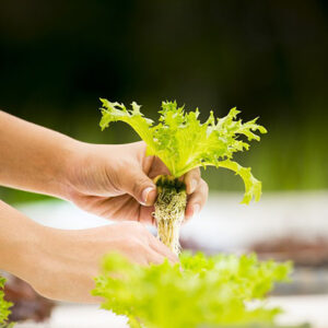 What Distinguishes Hydroponic Gardening From Traditional Soil — Based Methods overview