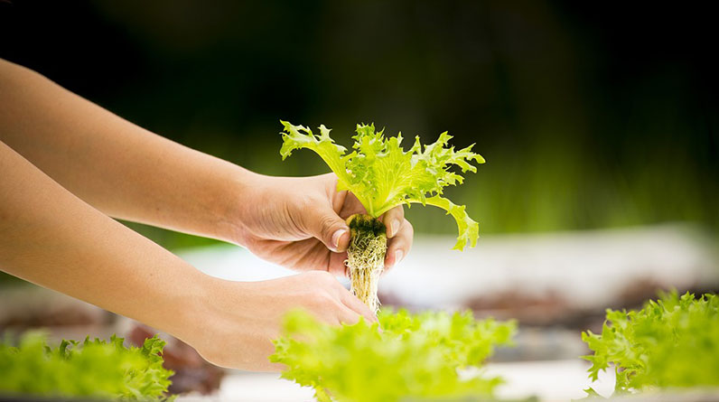 How Do I Compost Effectively For My Organic Garden