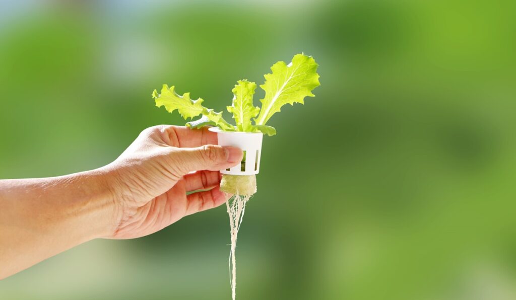 How Much Does It Typically Cost To Start A Hydroponic Garden