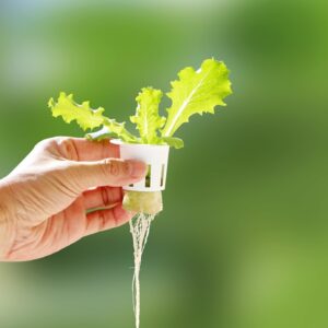 How Much Does It Typically Cost To Start A Hydroponic Garden