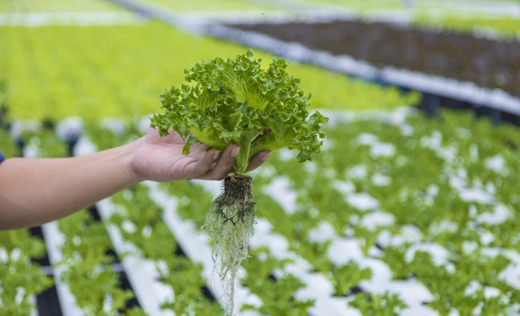 Can I Grow Herbs Hydroponically Indoors Year-Round