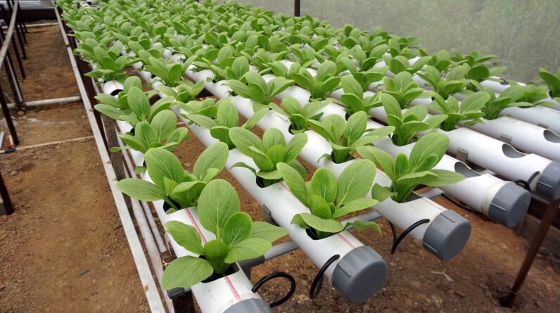 Weight Loss: Effective Keto, Difficult Maintain, and Supplements Safe