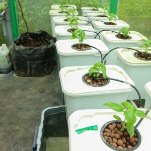 How Do I Plan A Sustainable And Productive Homestead Garden? — Homesteading a Gardening