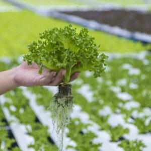 Common Mistakes When Dealing With Hydroponic Gardening? — Hydroponicing a Gardening