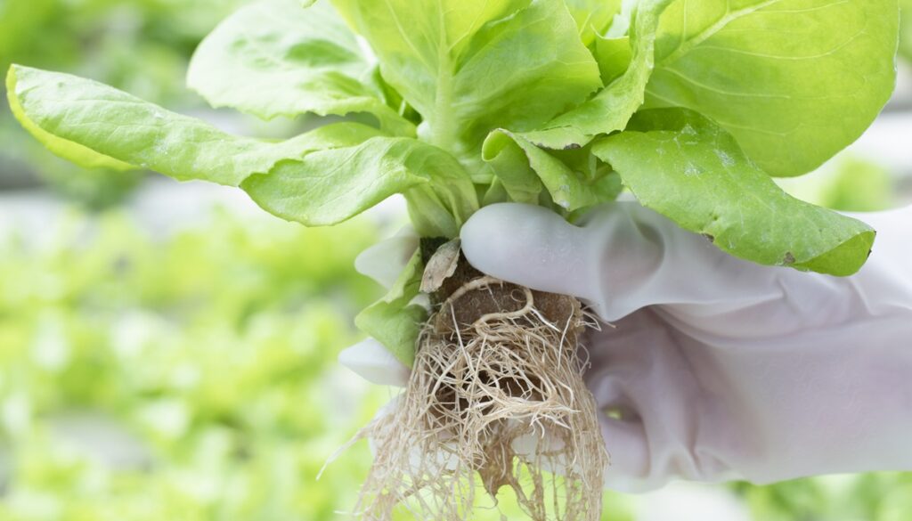 What Are The Benefits Of Using A Hydroponic Gardening System? — Hydroponicing a Gardening System