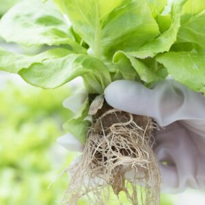 What Are The Main Benefits Of Hydroponics Gardening Compared To Traditional Gardening? — Hydroponicsing a Gardening