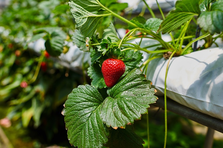 Are There Any Common Mistakes To Avoid In Hydroponics Gardening? — Hydroponicsing a Gardening