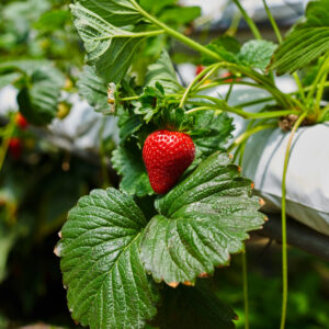 How Often Should I Check And Adjust The Ph Levels In My Hydroponic System