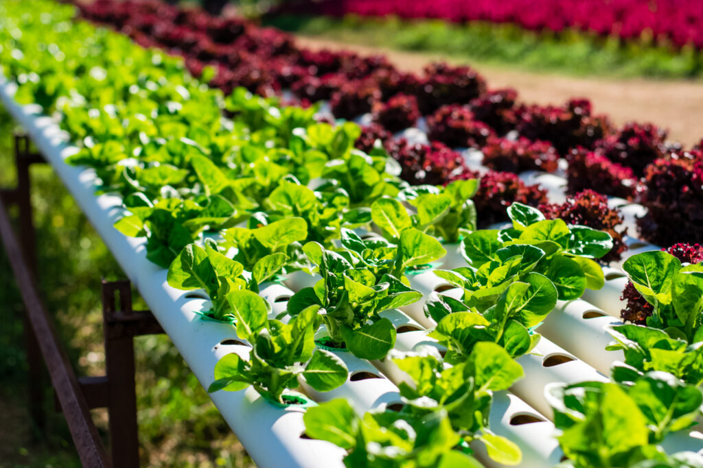 How Does Hydroponic Farming Compare To Traditional Soil Gardening insights