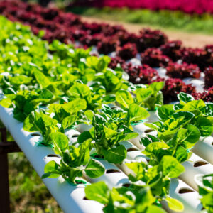How Does Hydroponic Farming Compare To Traditional Soil Gardening insights