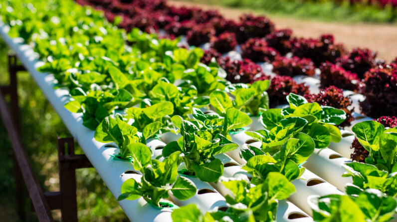 Are There Specific Certifications Required For Organic Farming