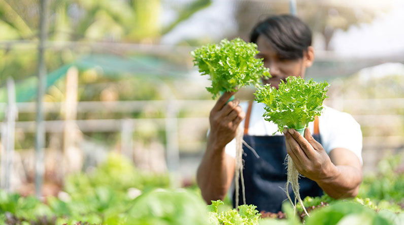 How To Choose The Right Grow Lights For Hydroponics: Essential Types, Features, and Benefits