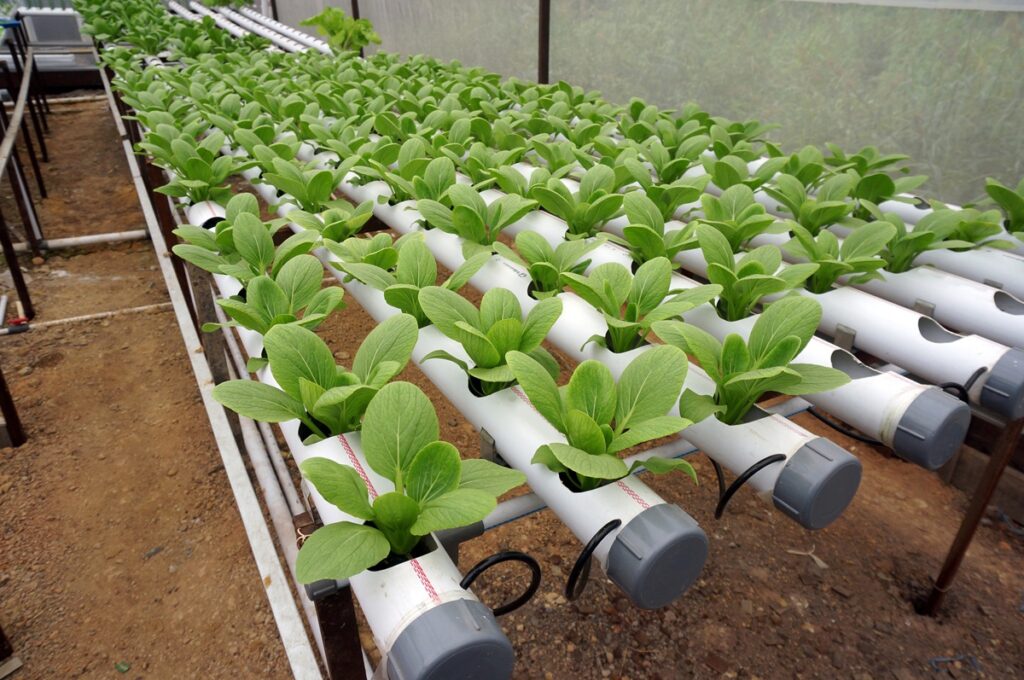 Can you Grow Vegetables Year — Round With Hydroponics