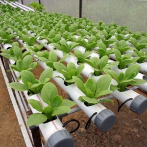 Can you Grow Vegetables Year — Round With Hydroponics