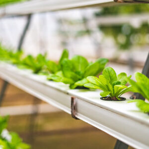 how to Naturally Improve Soil Fertility In your Organic Garden