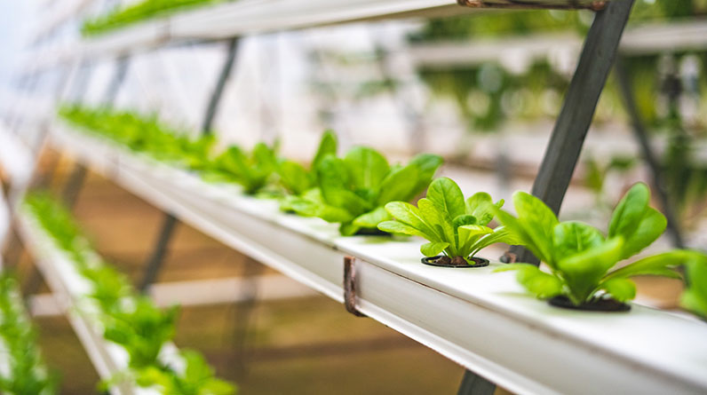 Can Hydroponic Systems Be Used Outdoors, Or Are They Only For Indoor Use