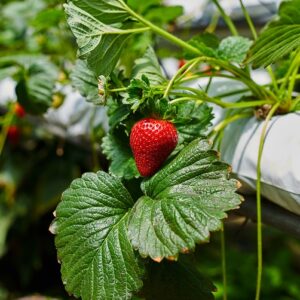 How Does Hydroponic Gardening Contribute To Sustainable Agriculture overview