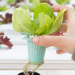 Discover the Top Choices: Best Plants for Organic Hydroponic Gardening That Thrive in Any Space