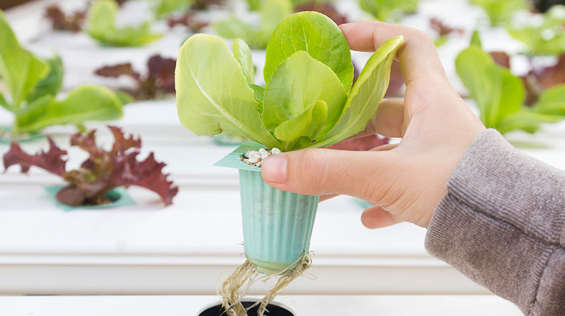 Discover the Top Choices: Best Plants for Organic Hydroponic Gardening That Thrive in Any Space