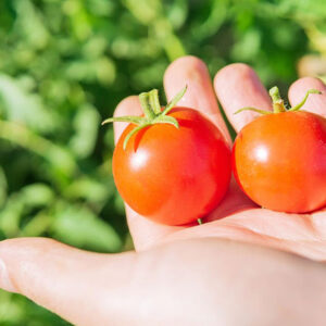 How Do I Identify And Troubleshoot Hydroponic Growing Problems