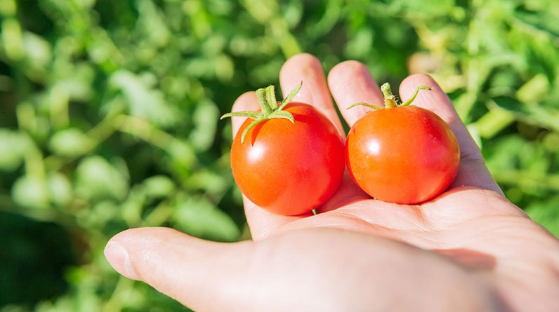 How Do I Identify And Troubleshoot Hydroponic Growing Problems