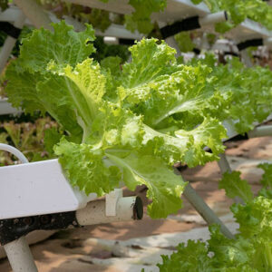 What Are The Main Advantages And Disadvantages Of Using Hydroponic Systems For Growing Vegetable insights