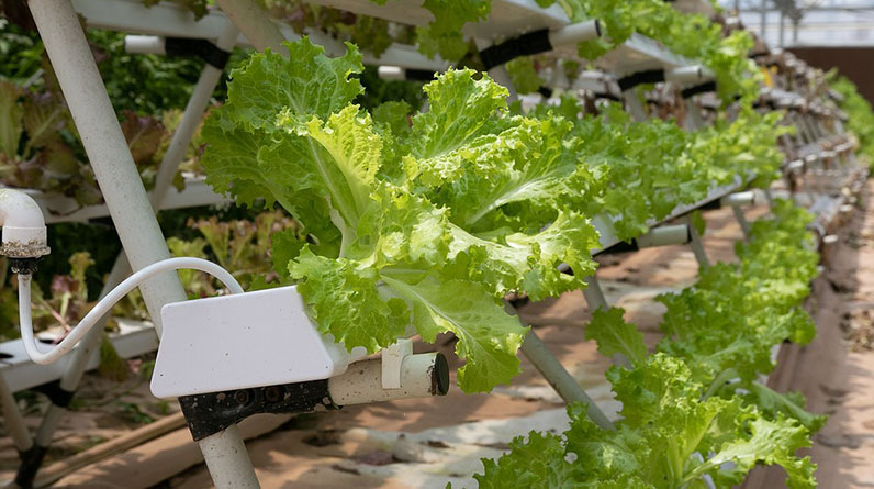 What Are The Main Advantages And Disadvantages Of Using Hydroponic Systems For Growing Vegetable insights