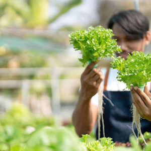 What Is Hydroponics Gardening For Beginners insights