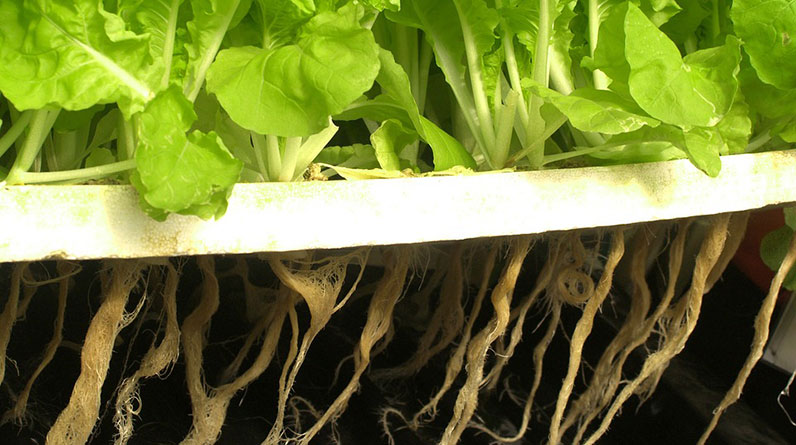 How Does Hydroponics Contribute To Sustainable Gardening Practices insights